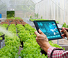 hands holding an iPad next to rows of plants in a greenhouse