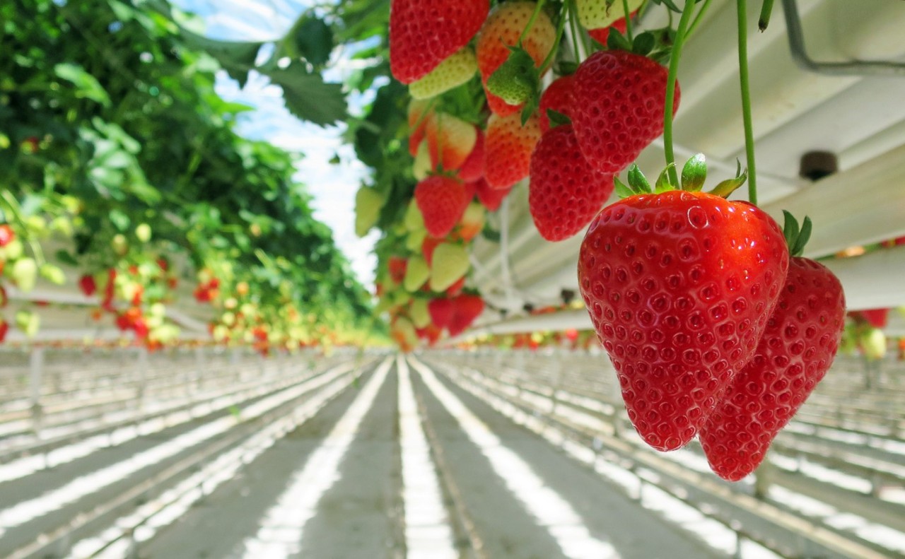strawberries