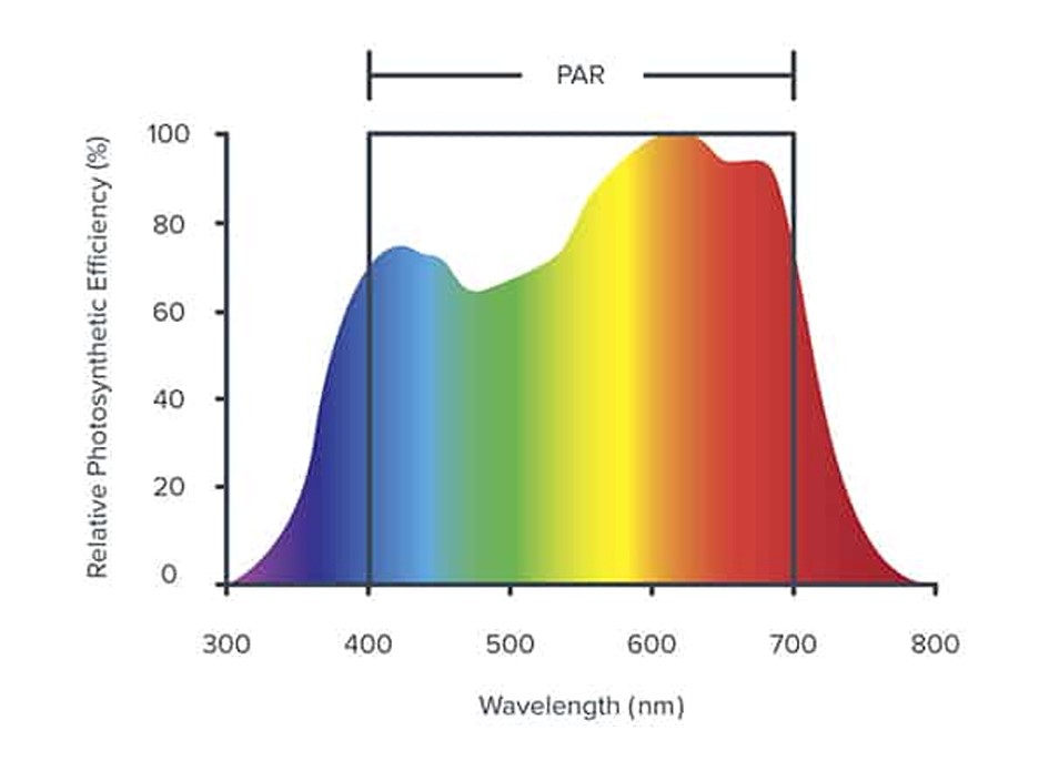Figure 1: Average plant response to PAR, source – Fluence Bioengineering