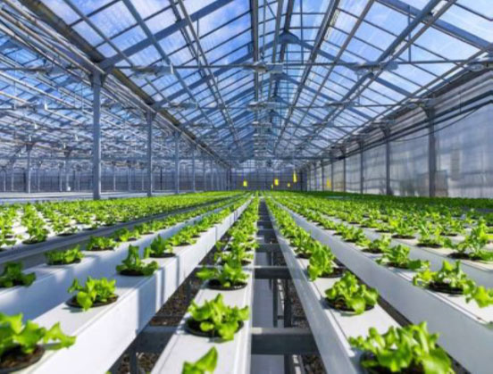Figure 1: A modern industrial scale greenhouse